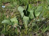 Rindera oblongifolia. Вегетирующее растение. Казахстан, Тянь-Шань, хр. Таласский, зап. Аксу-Джабаглы, ущ. Кши-Каинды, разнотравный луг в арчовом редколесье. 22.05.2016.