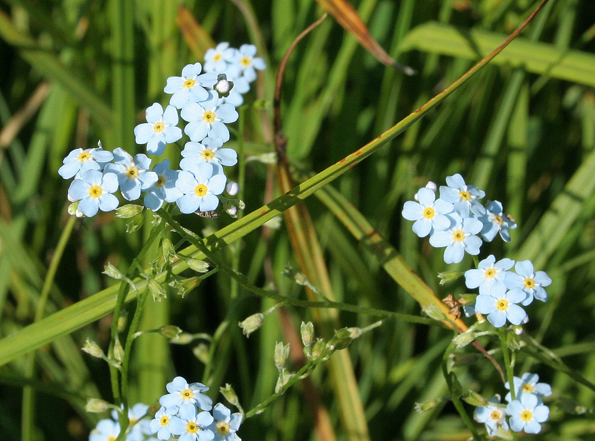 Изображение особи Myosotis palustris.