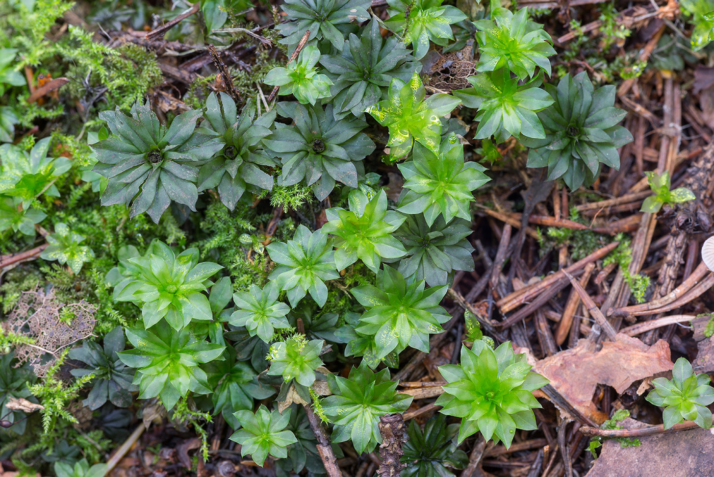 Изображение особи Rhodobryum roseum.