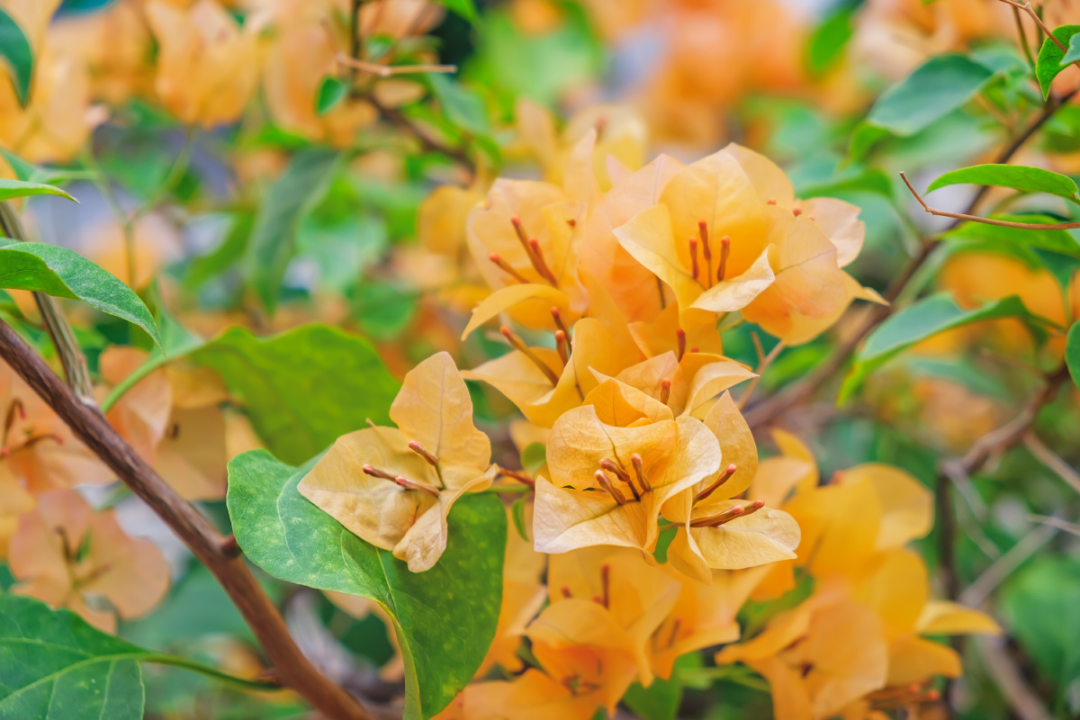 Изображение особи род Bougainvillea.