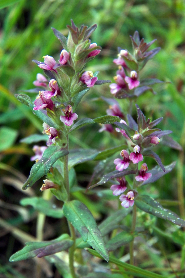 Изображение особи Odontites vulgaris.