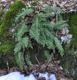 Polypodium interjectum