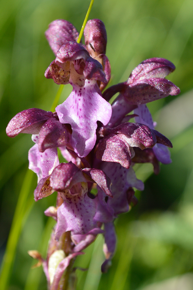 Image of Orchis spitzelii specimen.