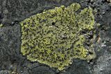genus Rhizocarpon. Слоевище. Мурманская обл., пос. Териберка, поверхность скалы. 02.07.2016.