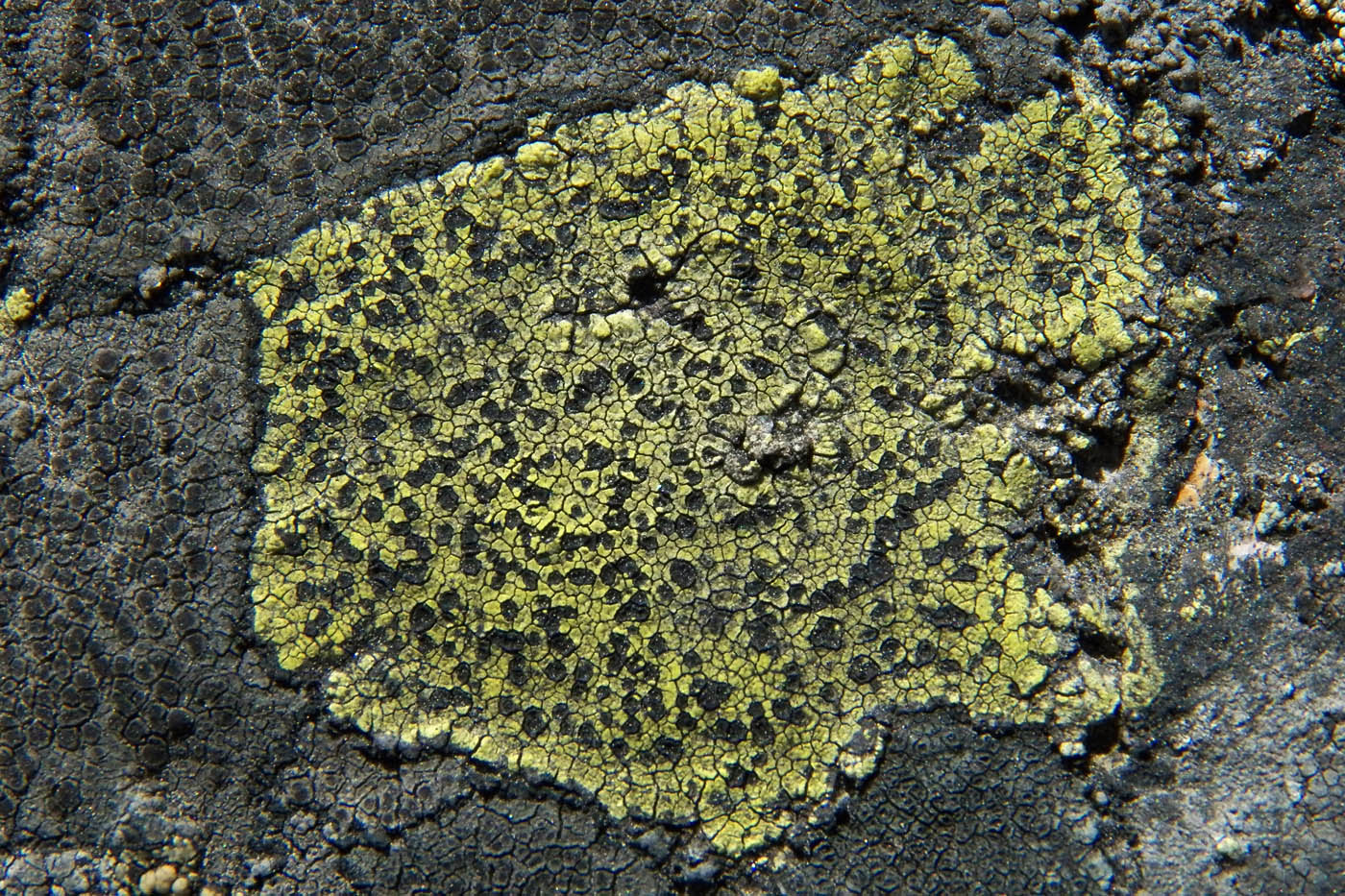 Image of genus Rhizocarpon specimen.