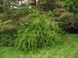 Berberis vulgaris