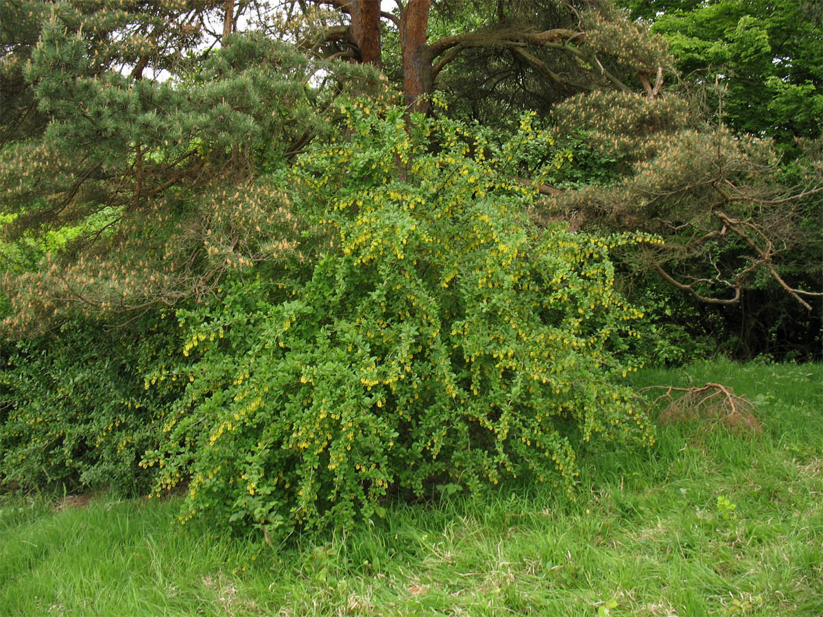 Изображение особи Berberis vulgaris.