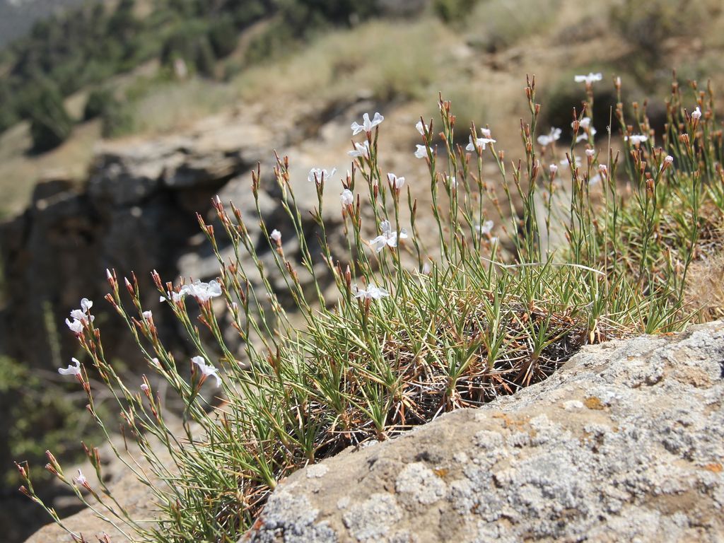 Image of Acantholimon butkovii specimen.