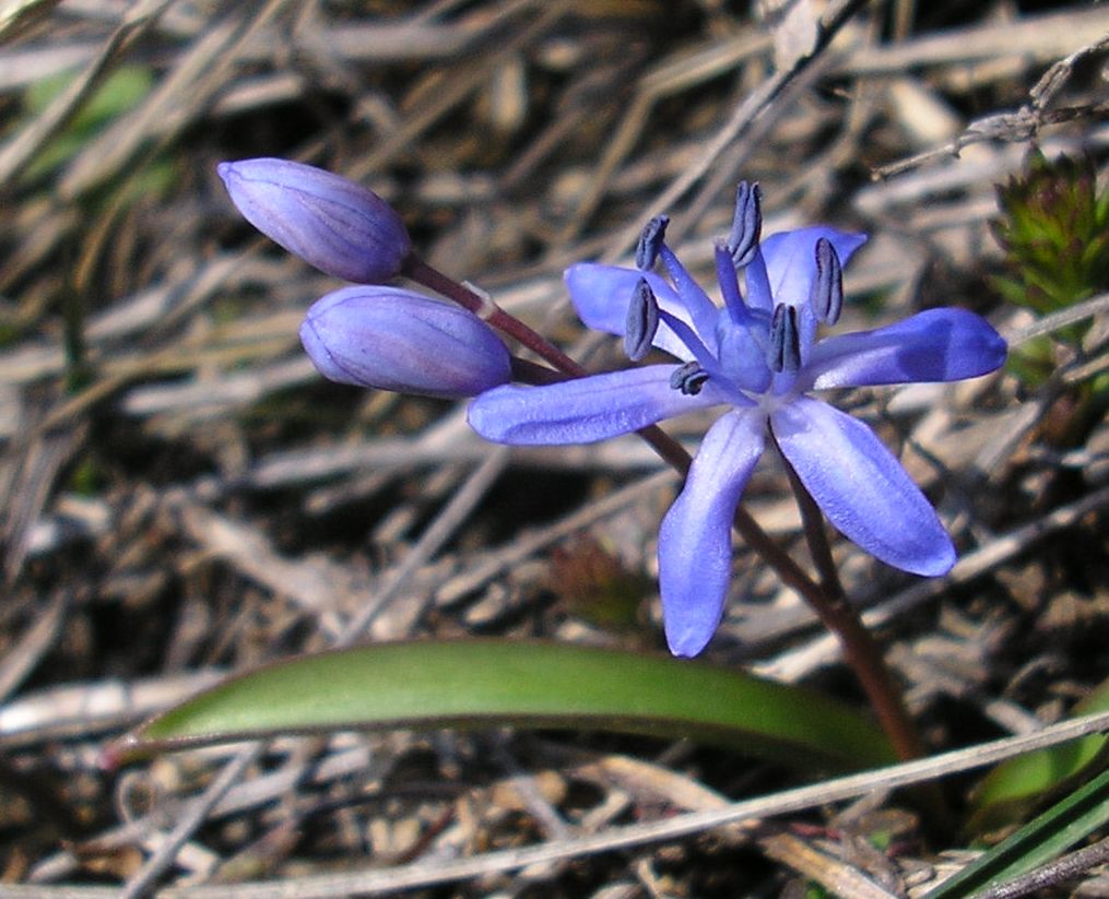 Изображение особи Scilla bifolia.