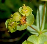 Euphorbia subtilis