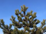Pinus nigra. Верхушка дерева. Беларусь, г. Минск, парк Грековой, декоративное озеленение. 04.02.2017.