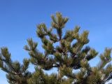 Pinus nigra