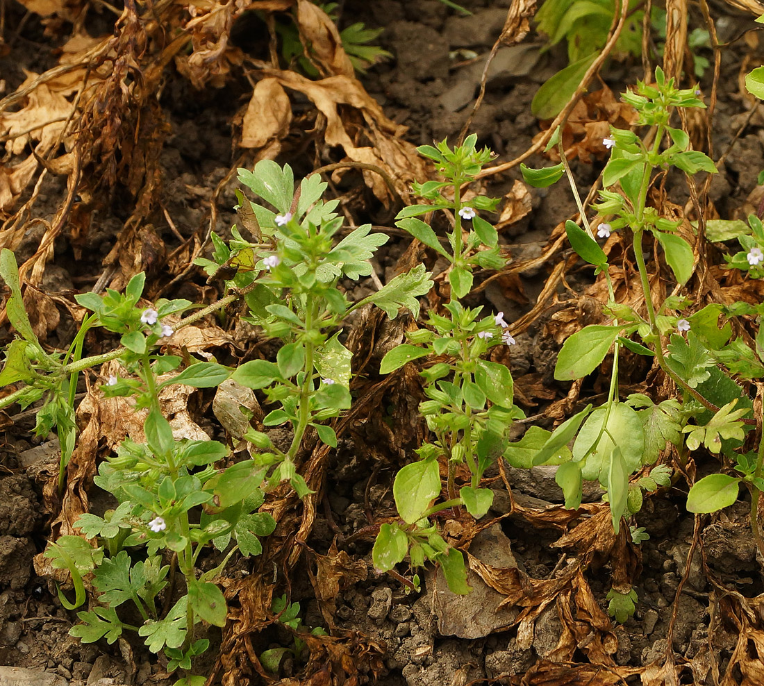 Image of Antonina debilis specimen.