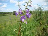 Campanula rapunculoides. Верхушка побега с соцветием. Республика Мордовия, Ромодановский р-н, окр. с. Вырыпаево, луг на открытом склоне. 16 июля 2015 г.