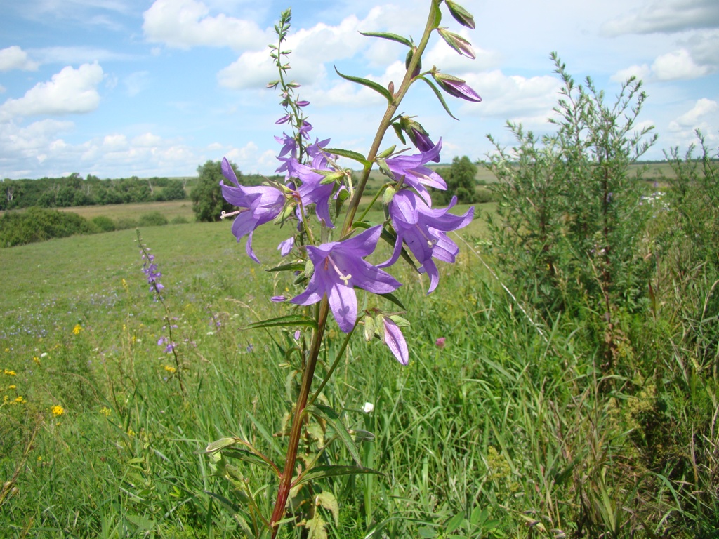 Image of Campanula rapunculoides specimen.