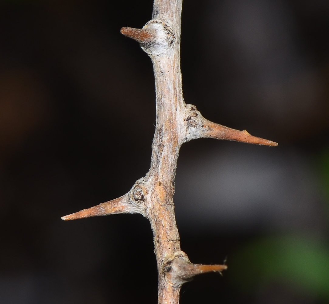 Image of Lycium schweinfurthii specimen.