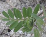 Vicia hybrida