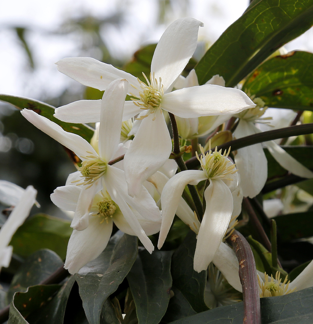 Изображение особи Clematis armandii.