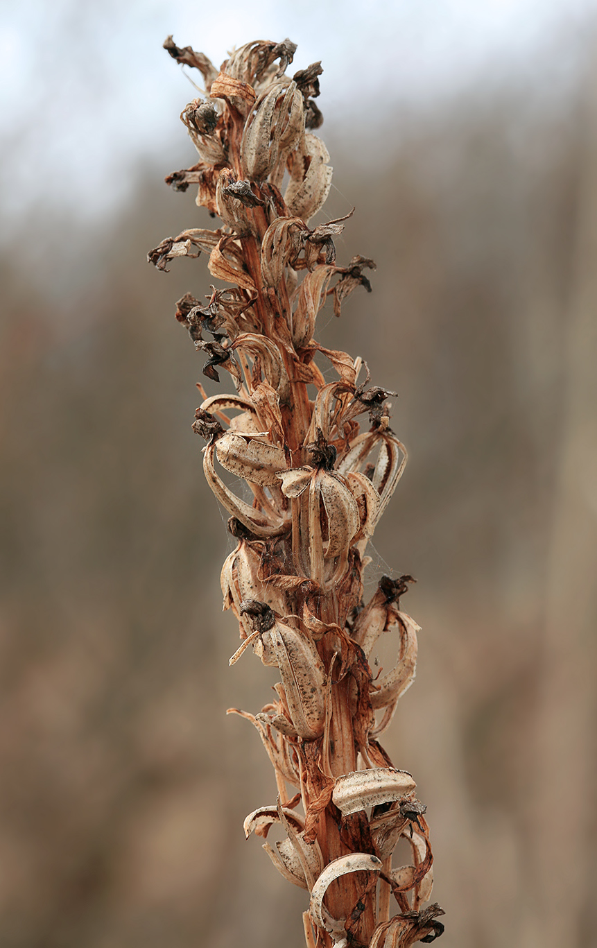 Изображение особи Dactylorhiza incarnata.