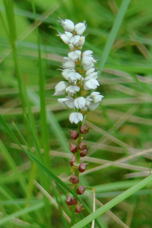 Image of Bistorta vivipara specimen.