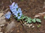 Corydalis turtschaninovii