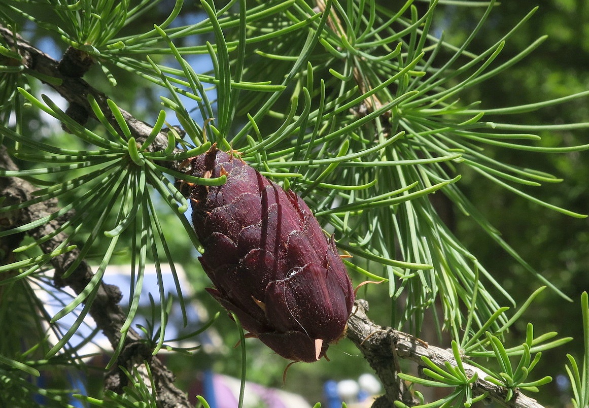 Изображение особи Larix sibirica.