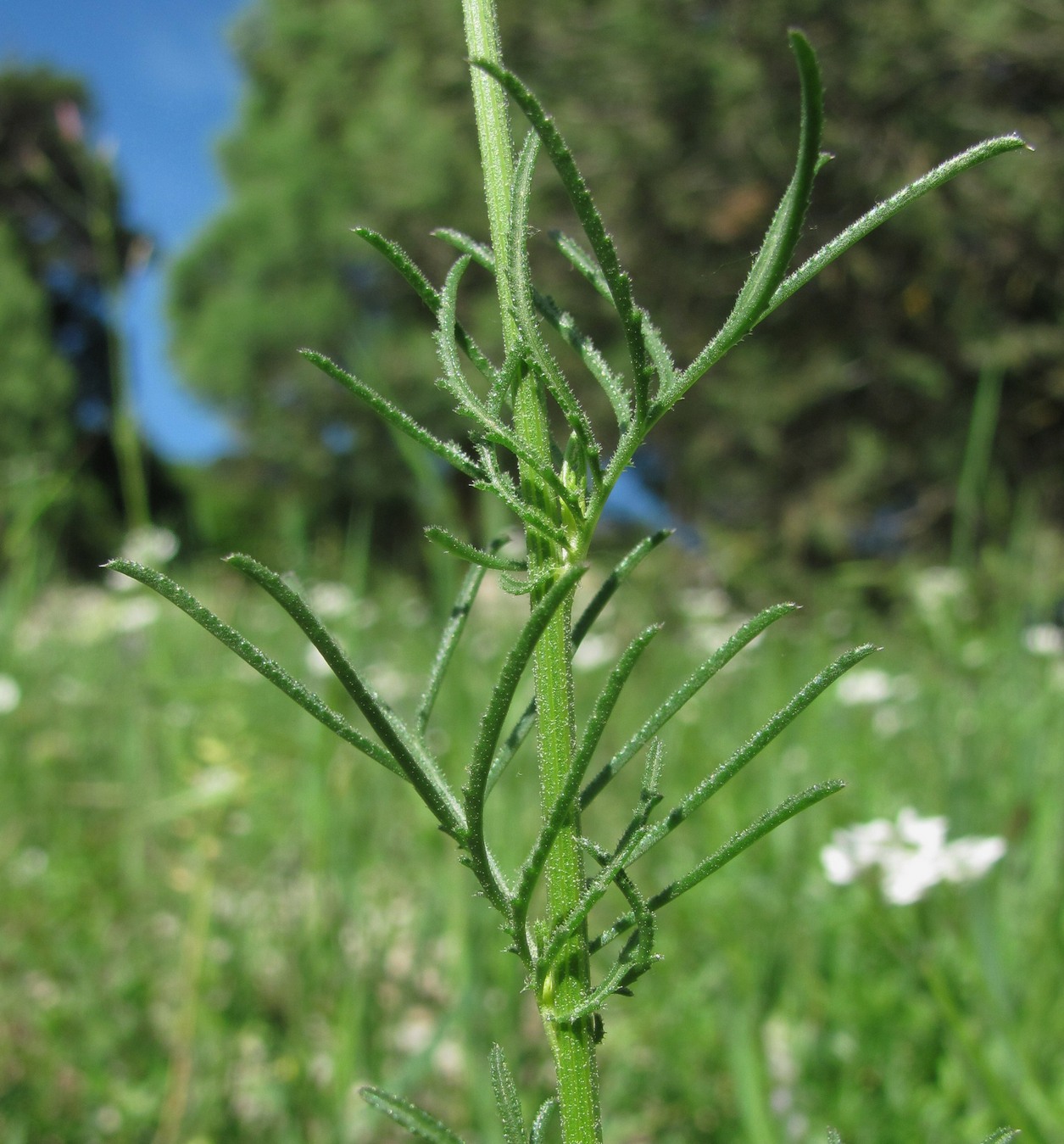 Image of Crupina vulgaris specimen.