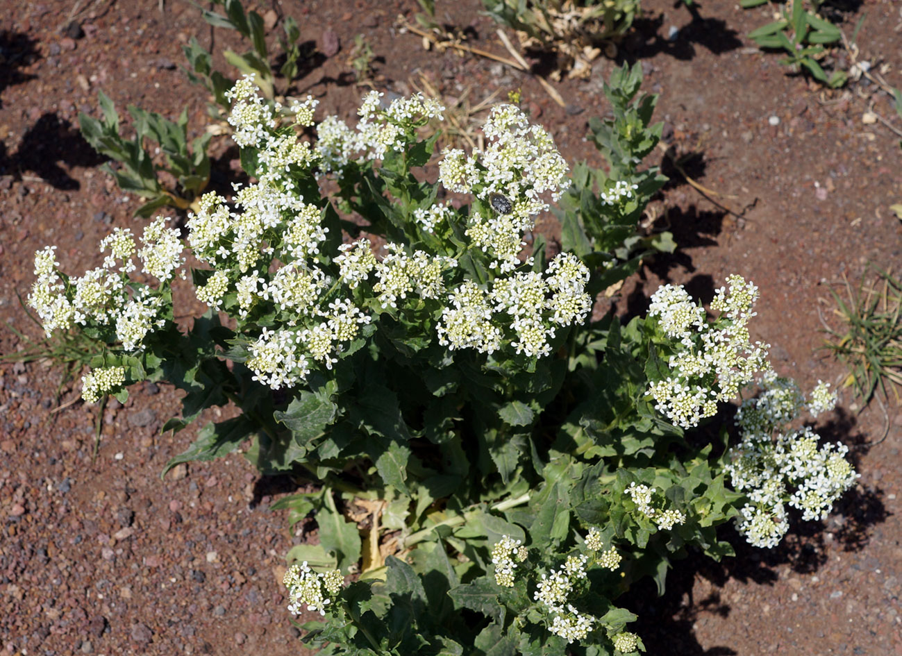 Image of Cardaria draba specimen.