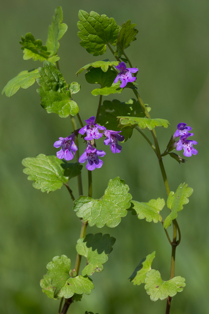 Image of Glechoma hederacea specimen.