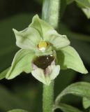 Epipactis condensata. Цветок. Краснодарский край, м/о город-курорт Геленджик, окр. мкр-на Голубая долина, сосновый лес. 10 июня 2017 г.