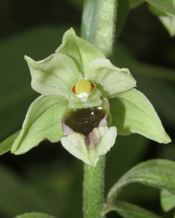 Image of Epipactis condensata specimen.