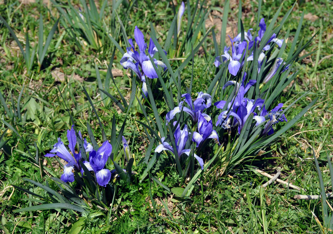 Image of Iris lactea specimen.