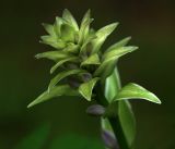 Hosta albomarginata