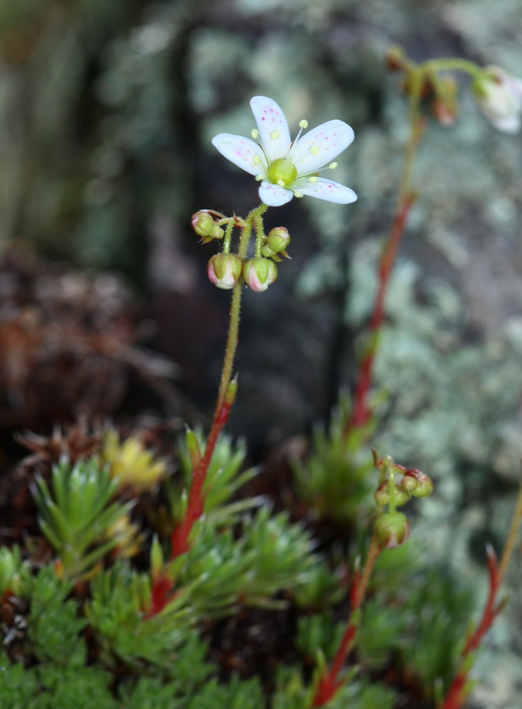 Изображение особи Saxifraga ascoldica.