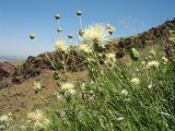 Rhaponticoides ruthenica