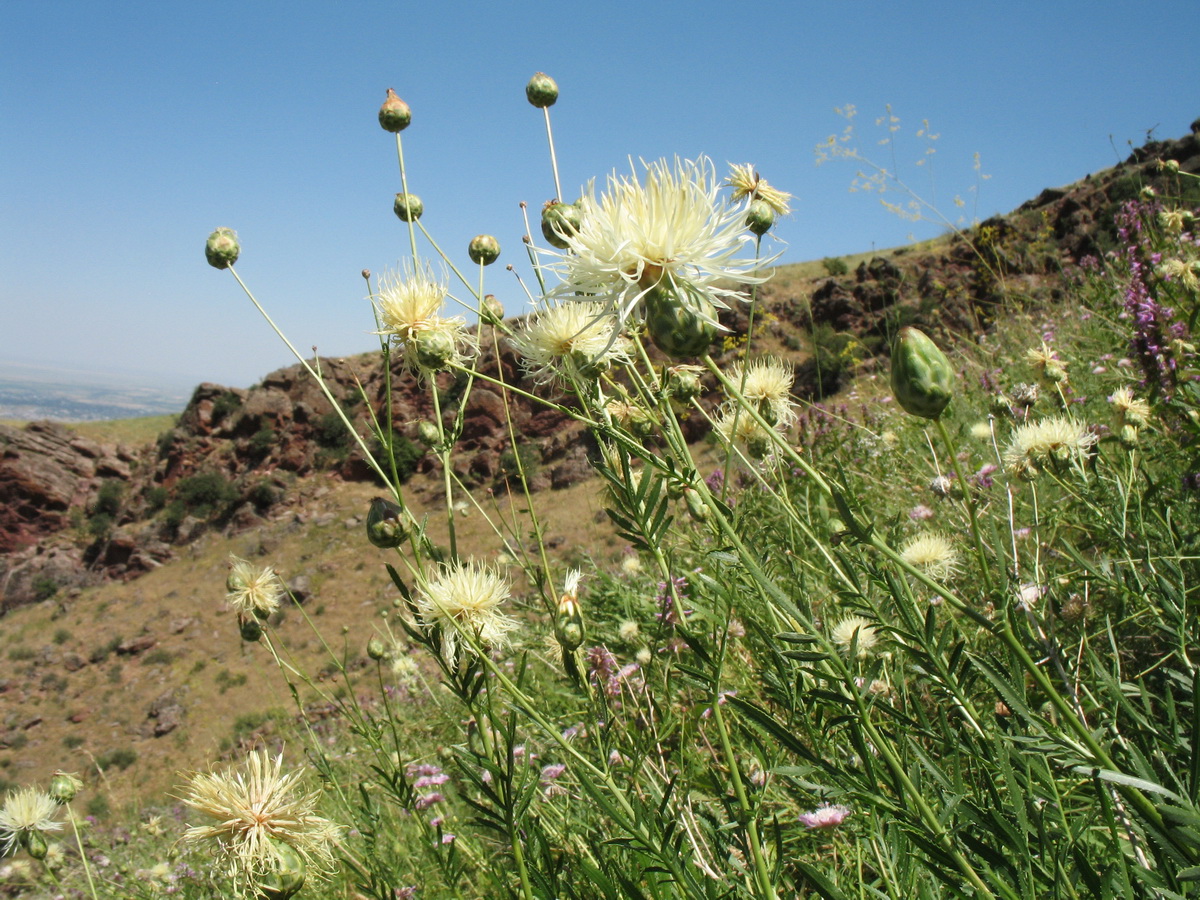 Изображение особи Rhaponticoides ruthenica.