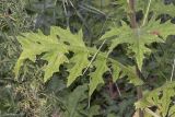 Echinops sphaerocephalus