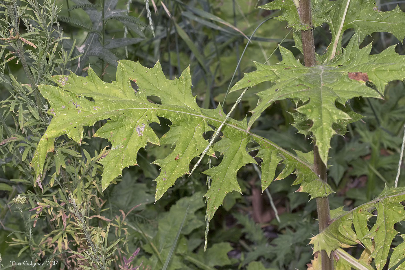 Изображение особи Echinops sphaerocephalus.