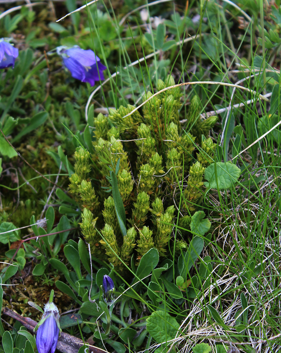 Image of Huperzia petrovii specimen.