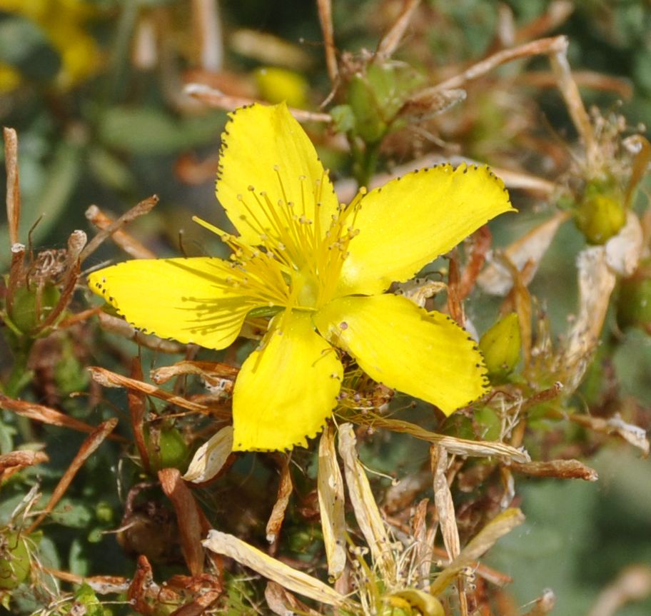 Image of genus Hypericum specimen.