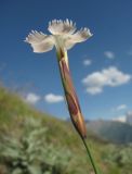 Dianthus cretaceus