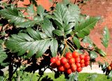 Sorbus hybrida. Листья и соплодие. Москва, Александровский сад, в культуре. 25.08.2015.