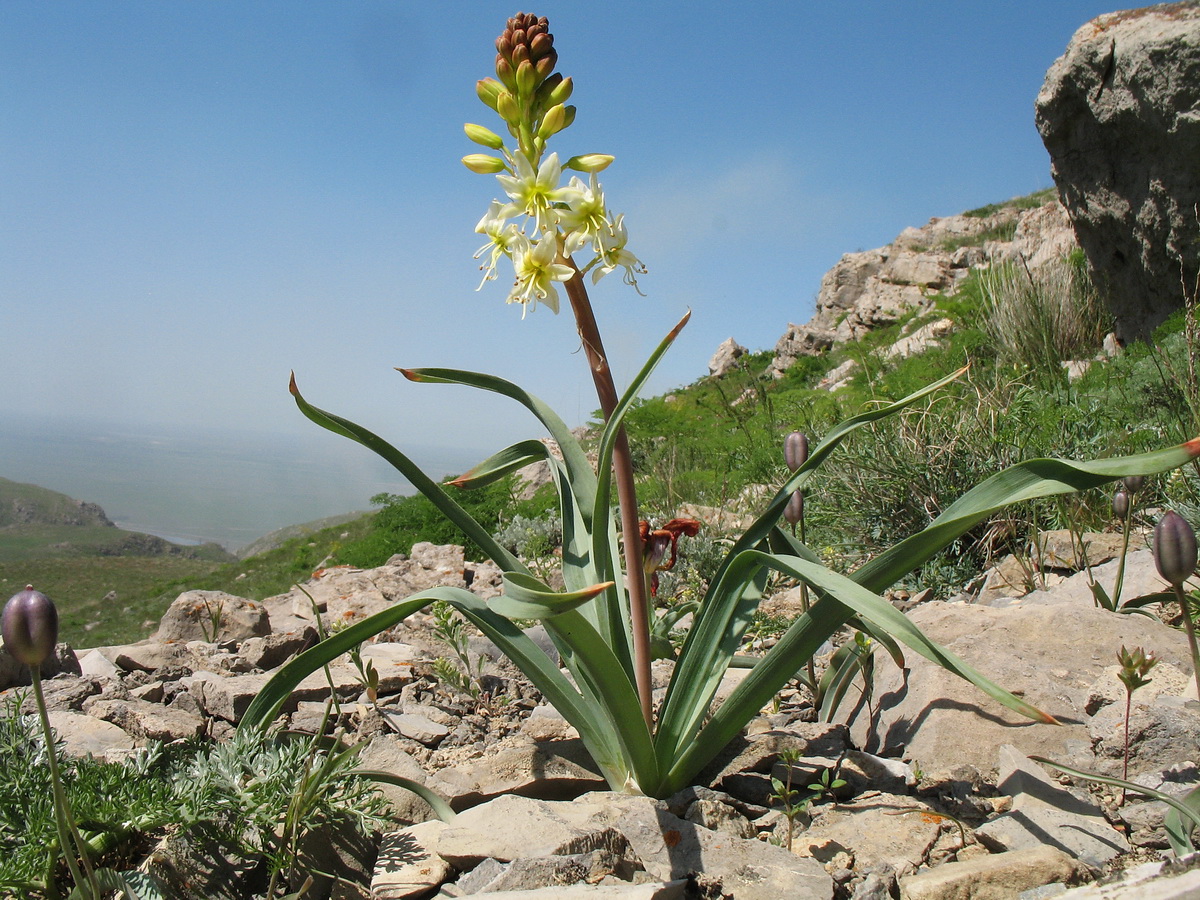 Изображение особи Eremurus lactiflorus.