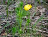 Adonis vernalis