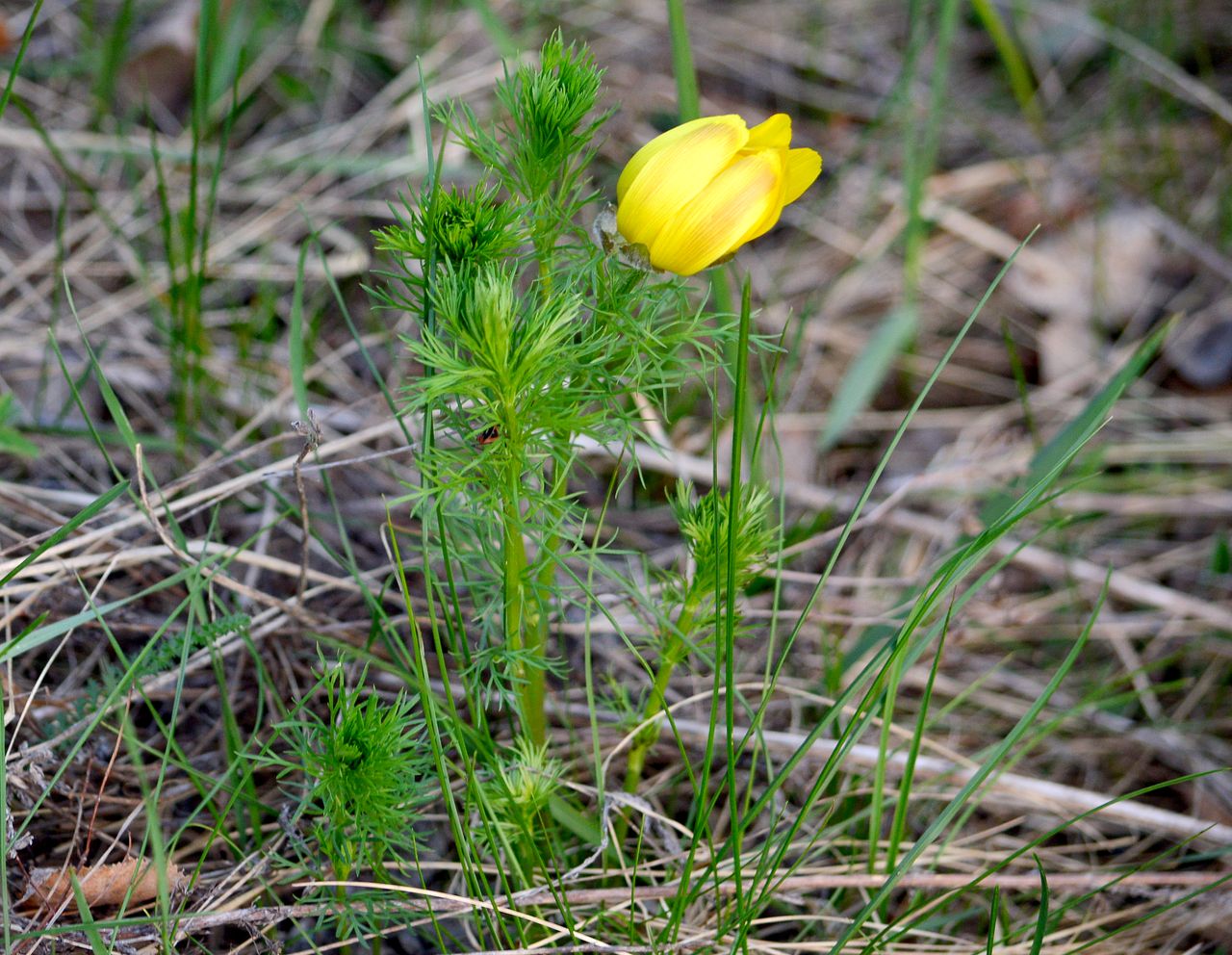 Изображение особи Adonis vernalis.