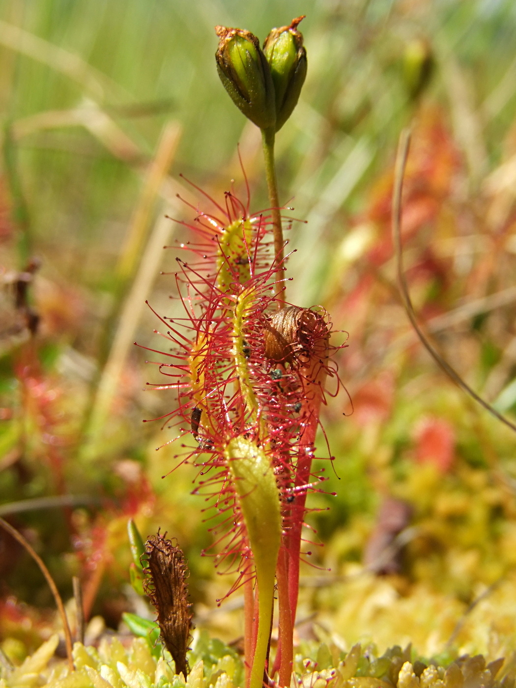 Изображение особи Drosera anglica.