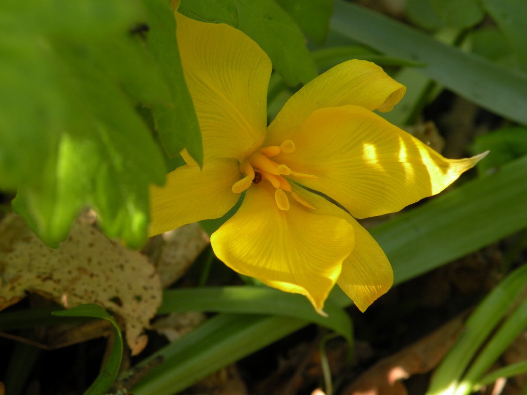 Изображение особи Tulipa biebersteiniana.