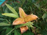 Paeonia officinalis