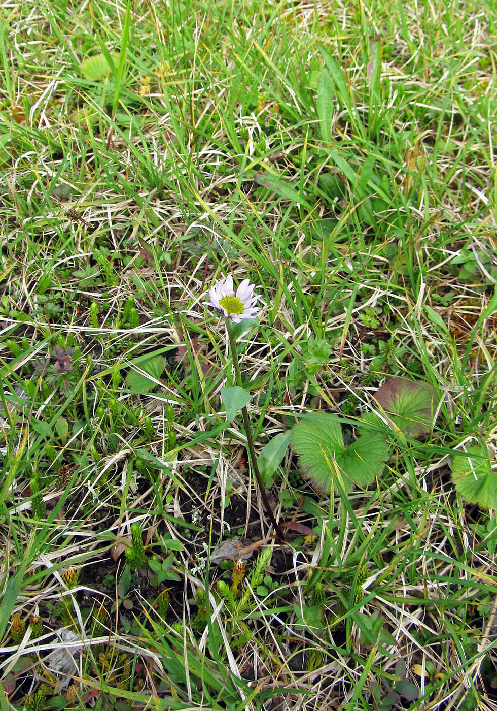 Изображение особи Erigeron peregrinus.