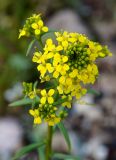 Erysimum cheiranthoides. Соцветие. Якутия, Нерюнгринский р-н, окр. перевала Тит, вдоль трассы. 26.07.2016.